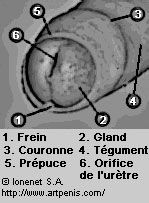 Les lments de la tte du pnis: gland, prpuce, couronne, etc.
