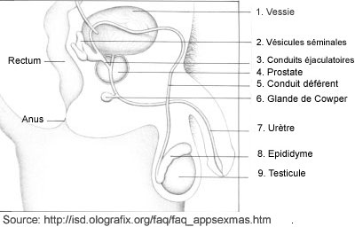 Anatomie interne des testicules dans leur ensemble anatomique